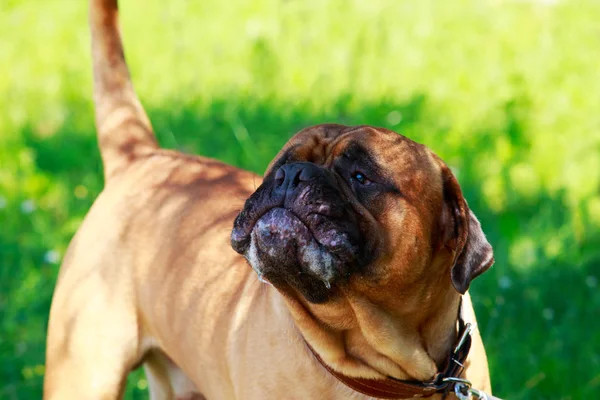 Hunderasse Bulldogge — Stockfoto