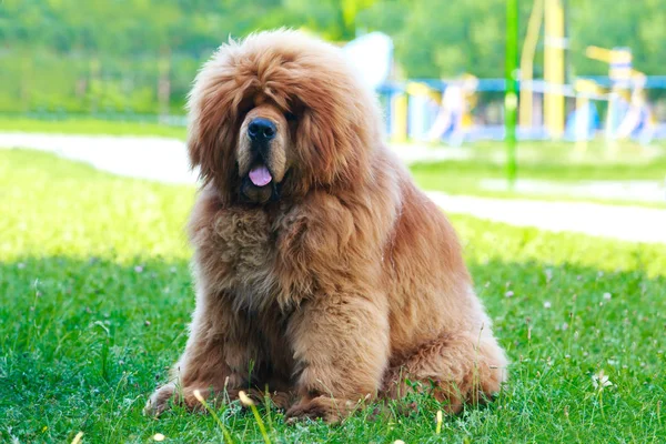 Hunderasse tibetische Dogge — Stockfoto