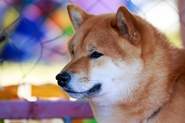 Köpek ırkı Shiba inu — Stok fotoğraf