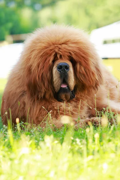 Raça de cães Mastim tibetano — Fotografia de Stock