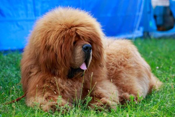 Raça de cães Mastim tibetano — Fotografia de Stock