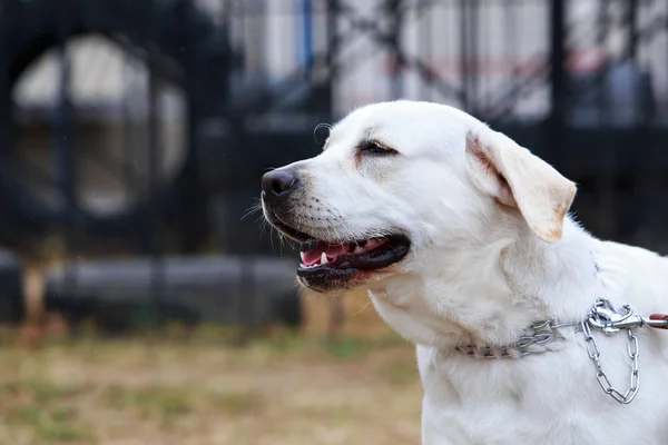 Hund rasen labrador retriever — Stockfoto