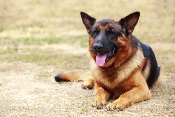 Raza de perro pastor alemán — Foto de Stock