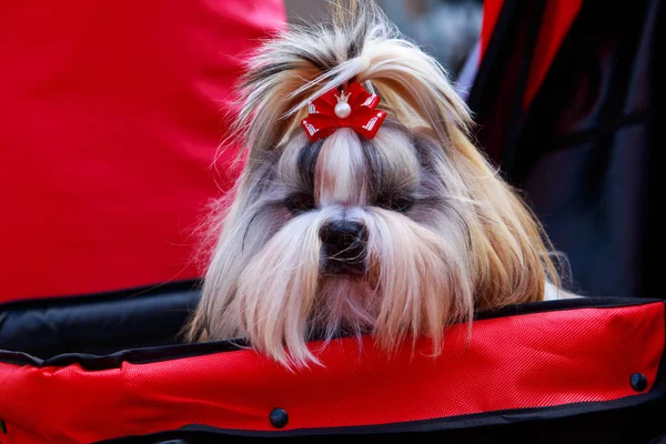 Hund rasen Shih Tzu — Stockfoto