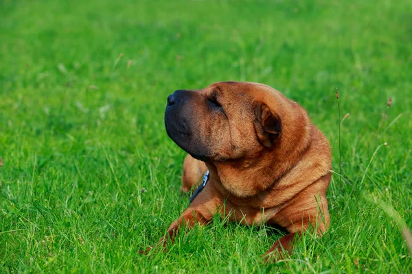 Köpek cinsi Sharpei. — Stok fotoğraf