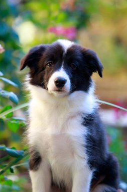 Köpek doğurmak kenar kömür ocağı