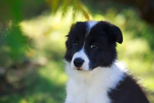 Hondenras Bordercollie — Stockfoto