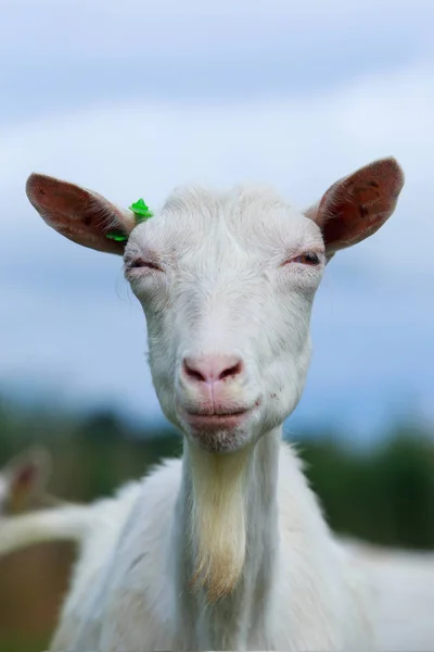 Portrait of goat Royalty Free Stock Photos