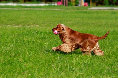 Köpek cinsi İngiliz cocker spaniel