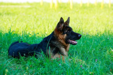 Köpek çiftleşmesi Alman çoban köpeği