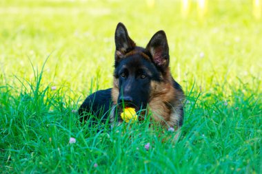 Köpek çiftleşmesi Alman çoban köpeği