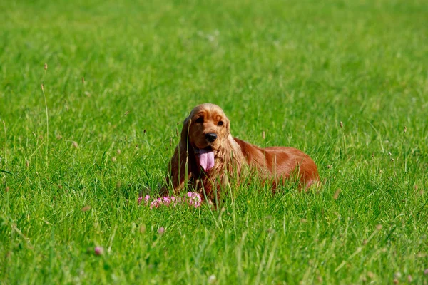 Raça cão Inglês cocker spaniel — Fotografia de Stock