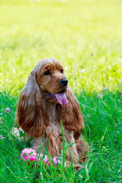 Chien de race cocker anglais épagneul — Photo