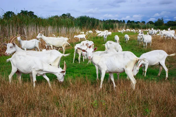Las cabras pastan en el campo —  Fotos de Stock