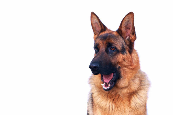 Dog breed German Shepherd