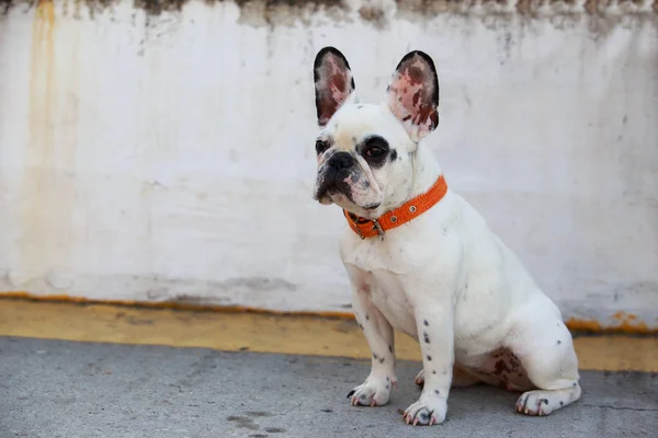 Race de chien Bulldog français — Photo