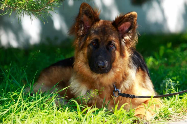 Raza de perro pastor alemán — Foto de Stock