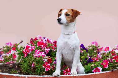 Köpek yetiştiricisi Jack Russell Terrier.