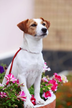 Köpek yetiştiricisi Jack Russell Terrier.