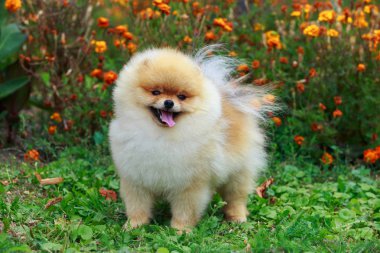 köpek doğurmak pomeranian spitz