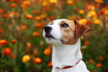 Köpek yetiştiricisi Jack Russell Terrier.