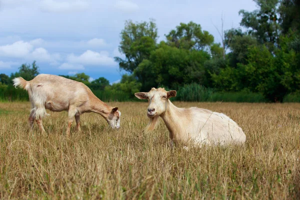 Las cabras pastan en el campo —  Fotos de Stock