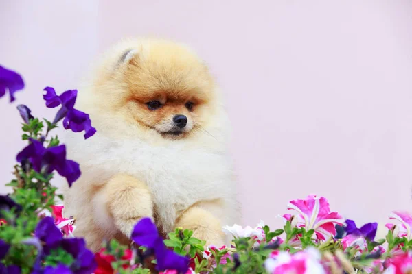 Den hund rasen pomeranian spitz — Stockfoto