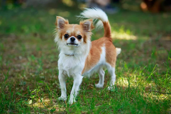 Pies rasy chihuahua — Zdjęcie stockowe