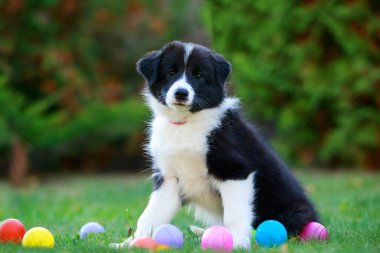 Köpek doğurmak kenar kömür ocağı