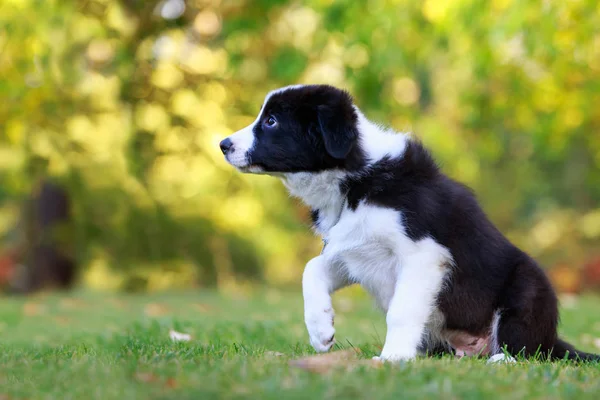 Pies rasy Border Collie — Zdjęcie stockowe