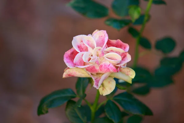 Delicate roze roos — Stockfoto
