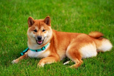 Köpek ırkı Shiba inu