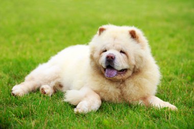 köpek doğurmak chow chow