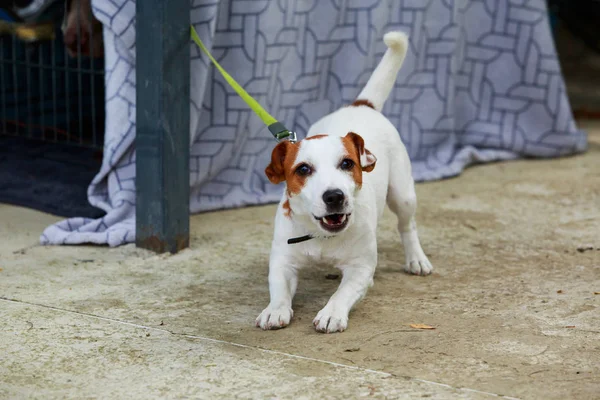 Ράτσα σκύλου Jack Russell Terrier — Φωτογραφία Αρχείου