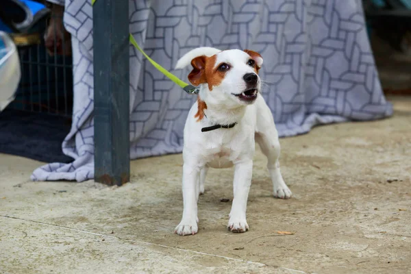 Ράτσα σκύλου Jack Russell Terrier — Φωτογραφία Αρχείου
