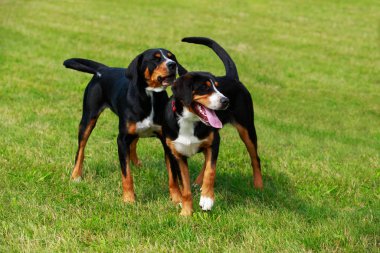 Appenzeller dağ köpeği