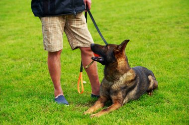 Belçika çoban malinois