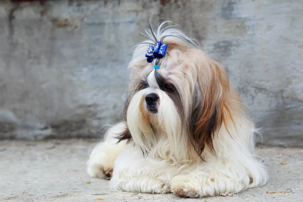 Собака породи Ши-тцу — стокове фото