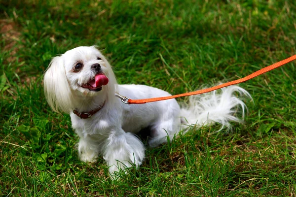 Σκύλος φυλή μαλτέζικα — Φωτογραφία Αρχείου