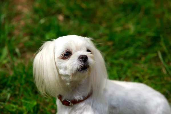 Raça de cães Maltês — Fotografia de Stock