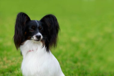 Köpek ırkı papilon