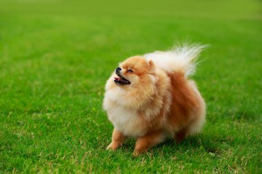 köpek doğurmak pomeranian spitz