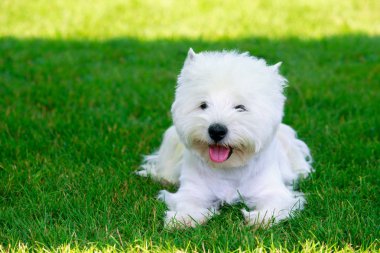 Batı highland terrier