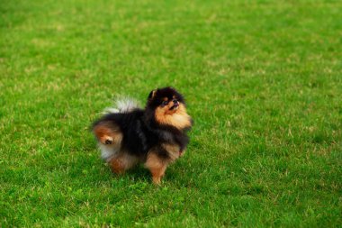 köpek doğurmak pomeranian spitz