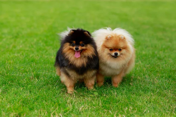 Den hund rasen pomeranian spitz — Stockfoto