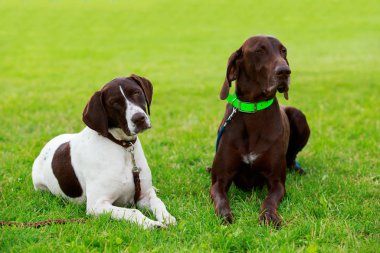 Köpek ırkı Alman Shorthaired Pointer