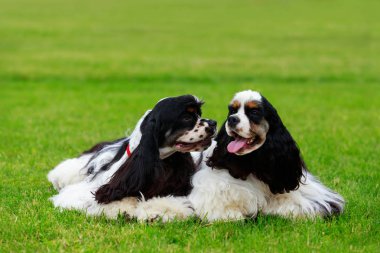 Amerikan Cocker Spaniel köpek doğurmak