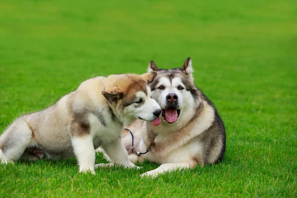 Two dogs breed Alaskan Malamute — Stock Photo, Image