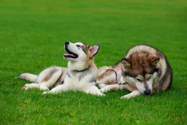 Twee honden RAS Alaskan Malamute — Stockfoto