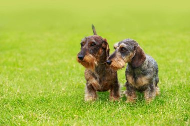 Köpek ırkı Tel saçlı dachshund